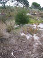 Image of gray sheoak