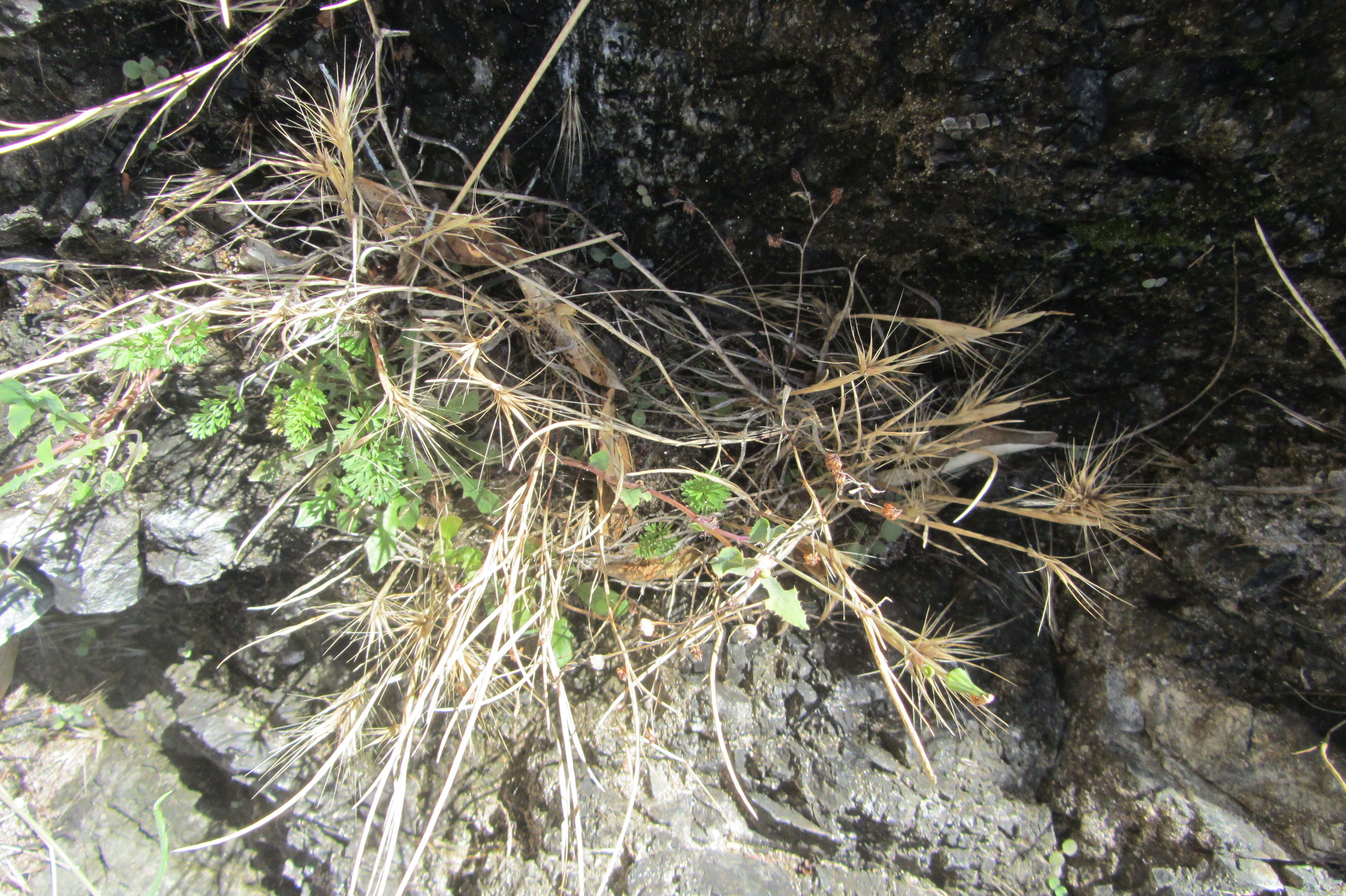 Image of mouse barley