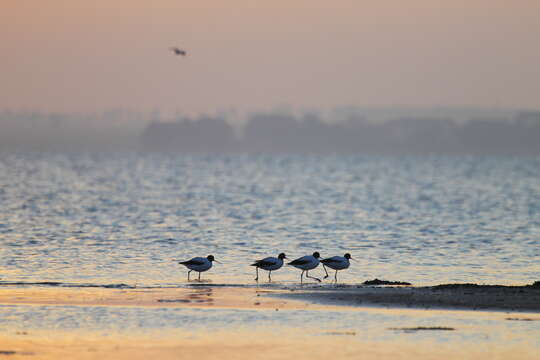 Image of Australian Red-necked Avocet