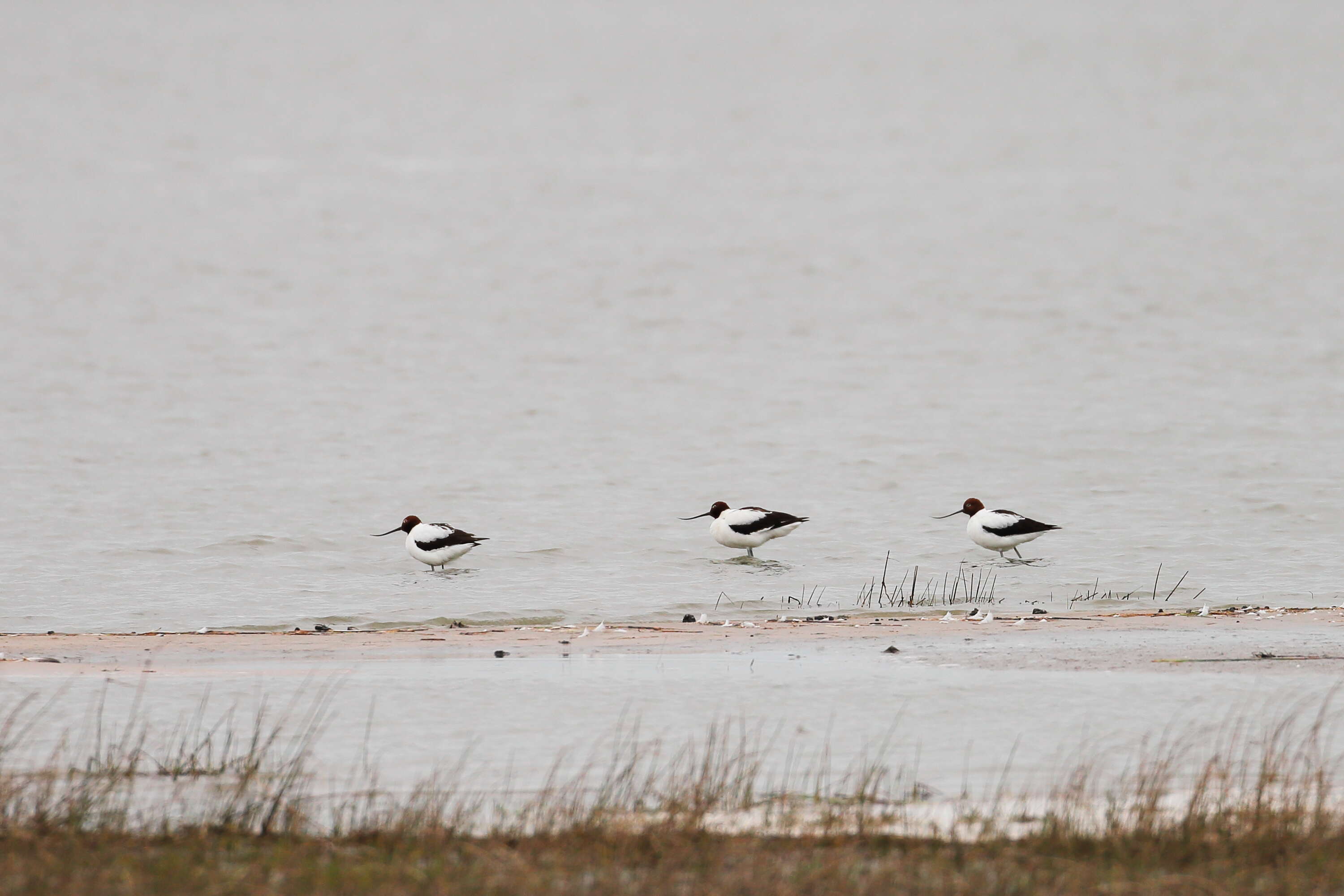 Image of Australian Red-necked Avocet