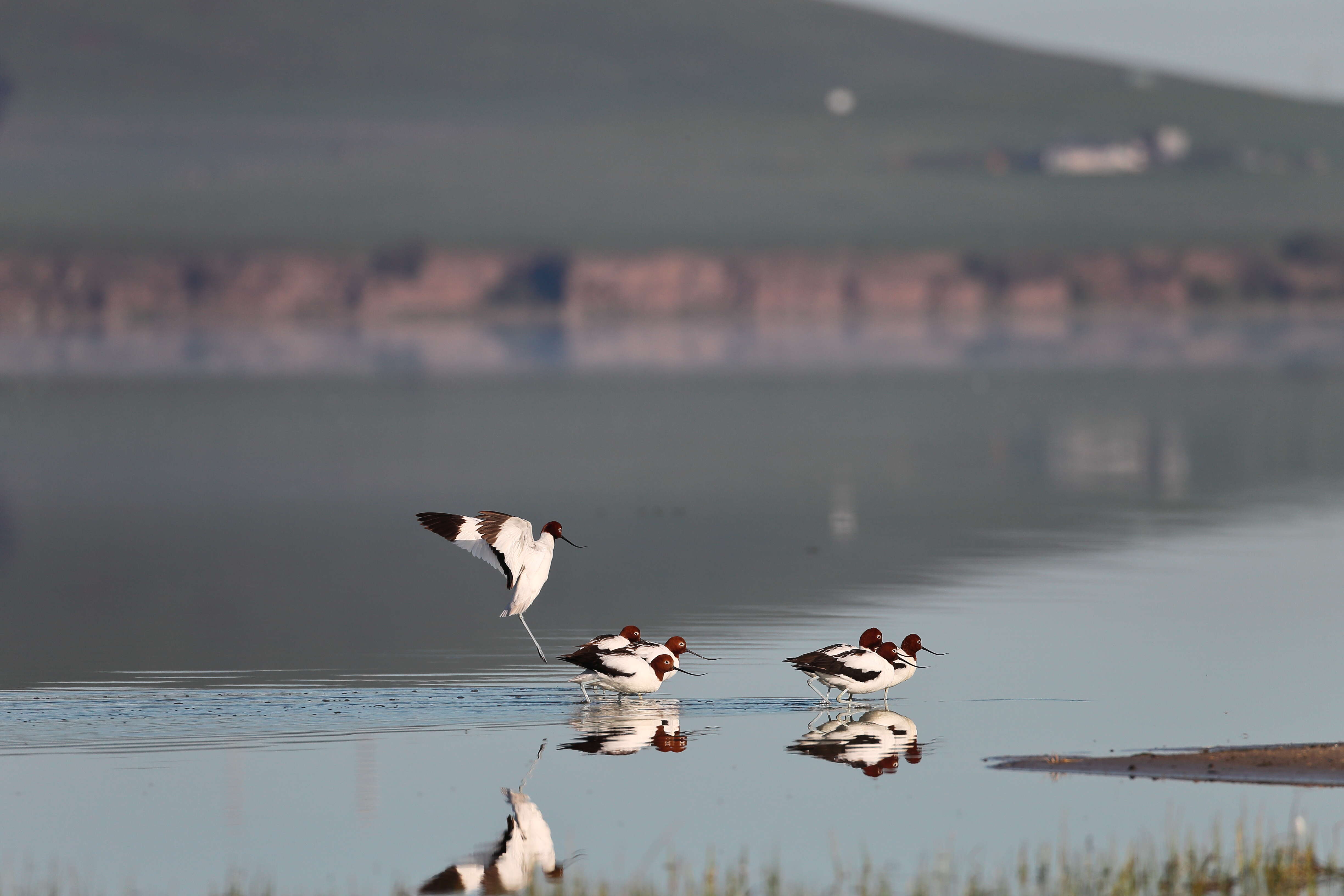 Image of Australian Red-necked Avocet