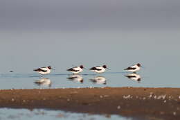 Image of Australian Red-necked Avocet