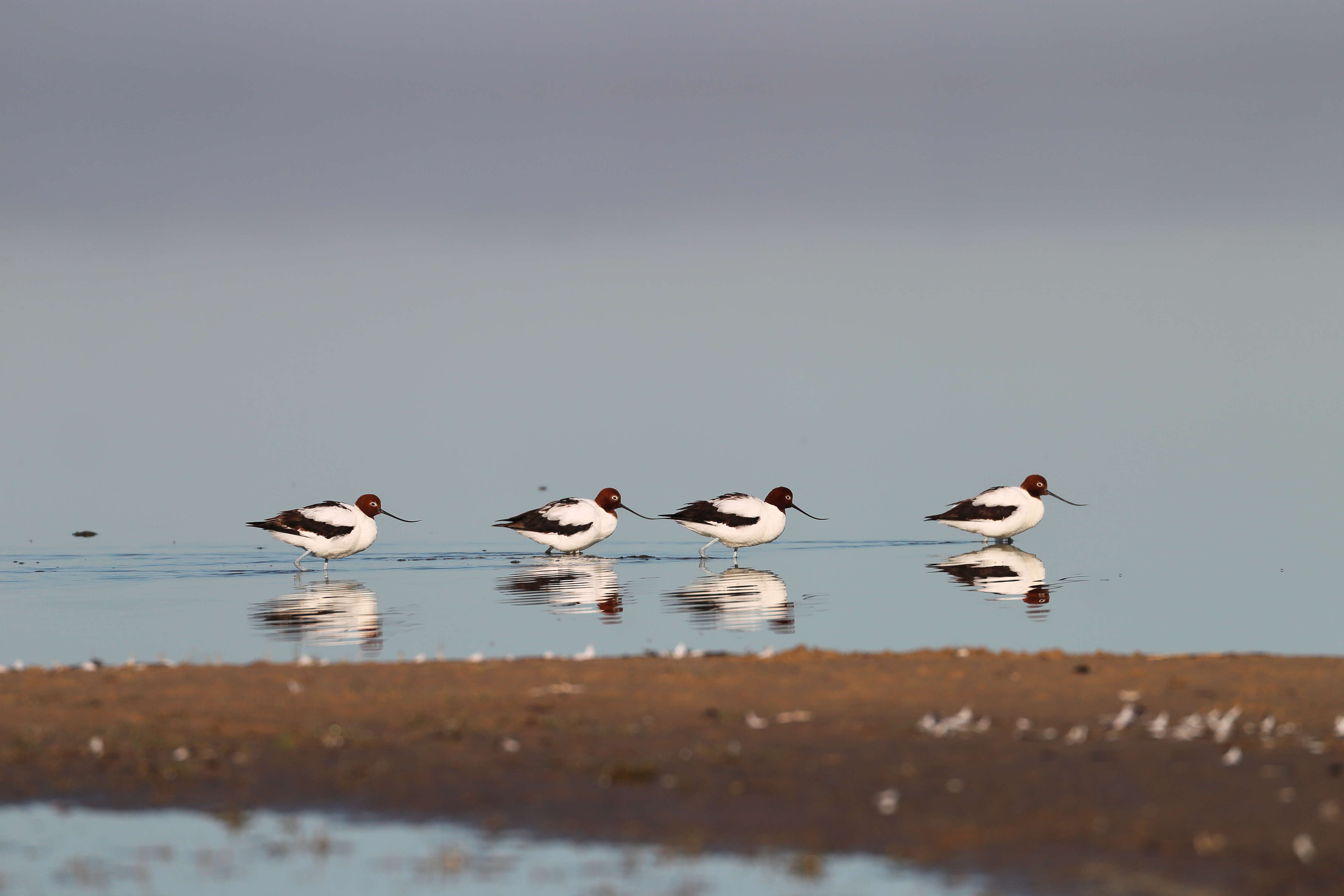 Image of Australian Red-necked Avocet