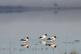 Image of Australian Red-necked Avocet