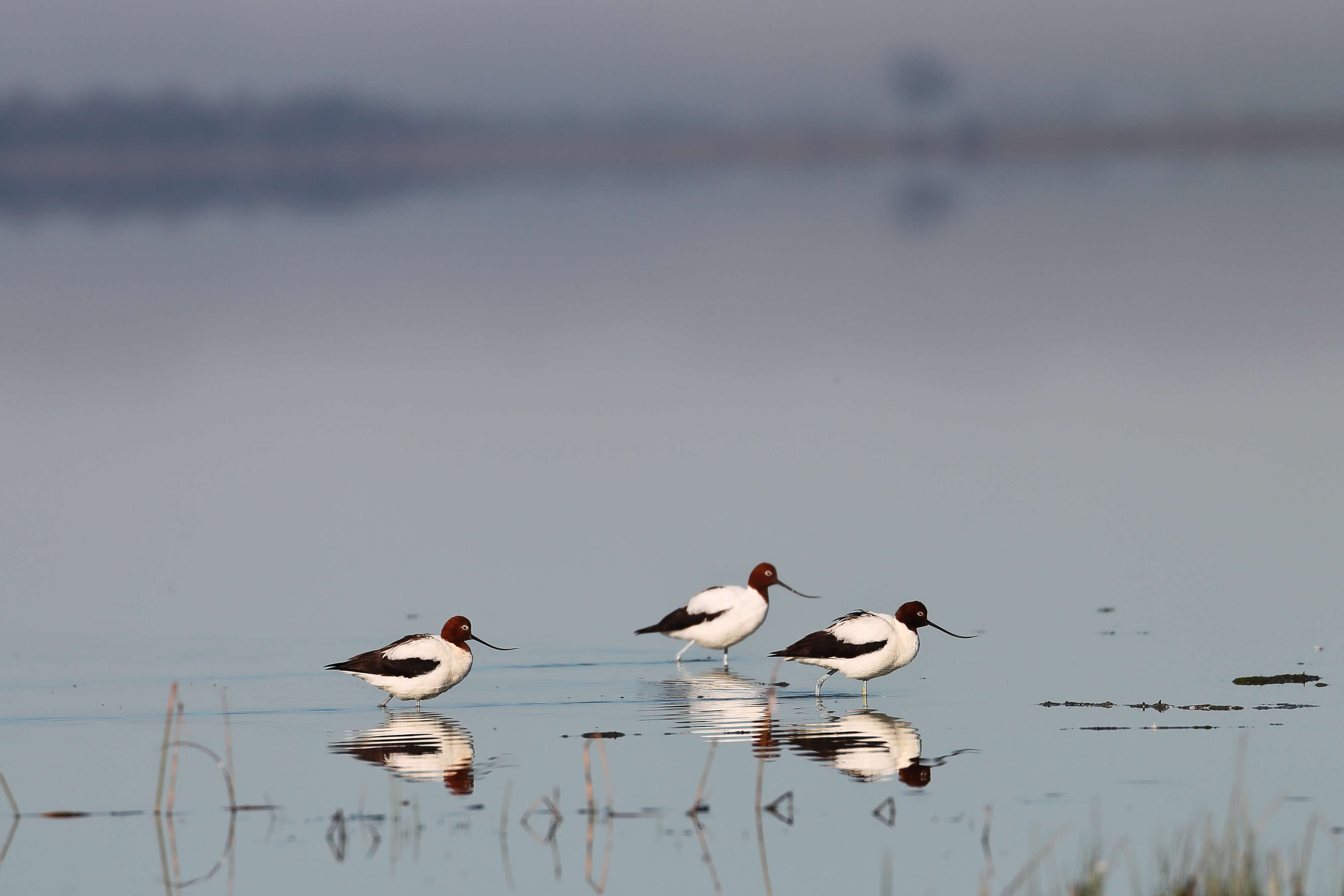 Image of Australian Red-necked Avocet