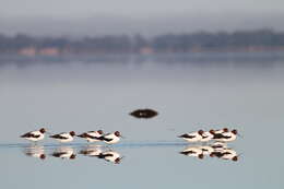 Image of Australian Red-necked Avocet