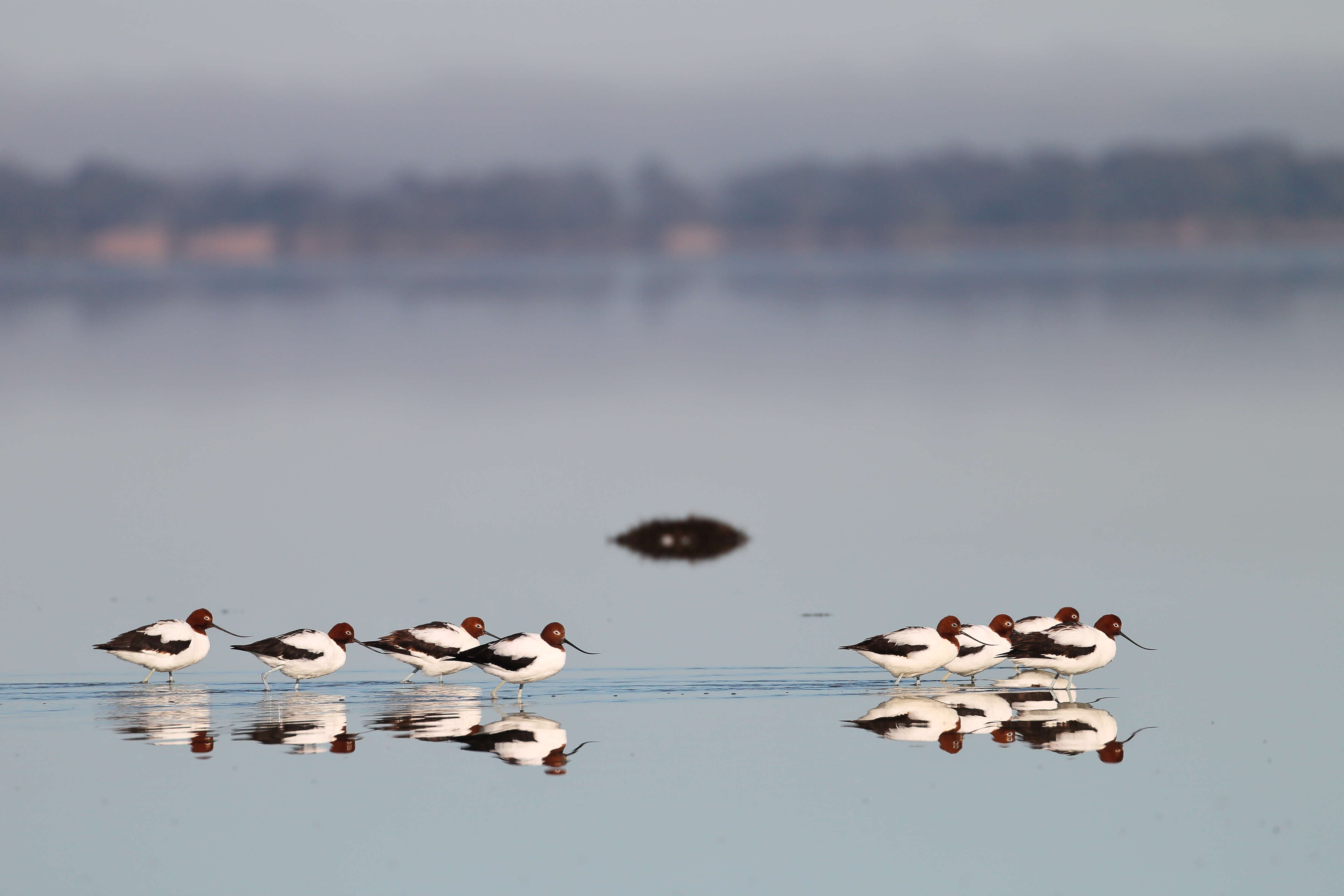 Image of Australian Red-necked Avocet