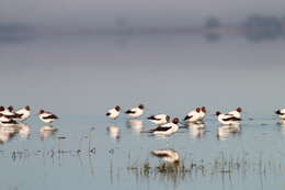 Image of Australian Red-necked Avocet