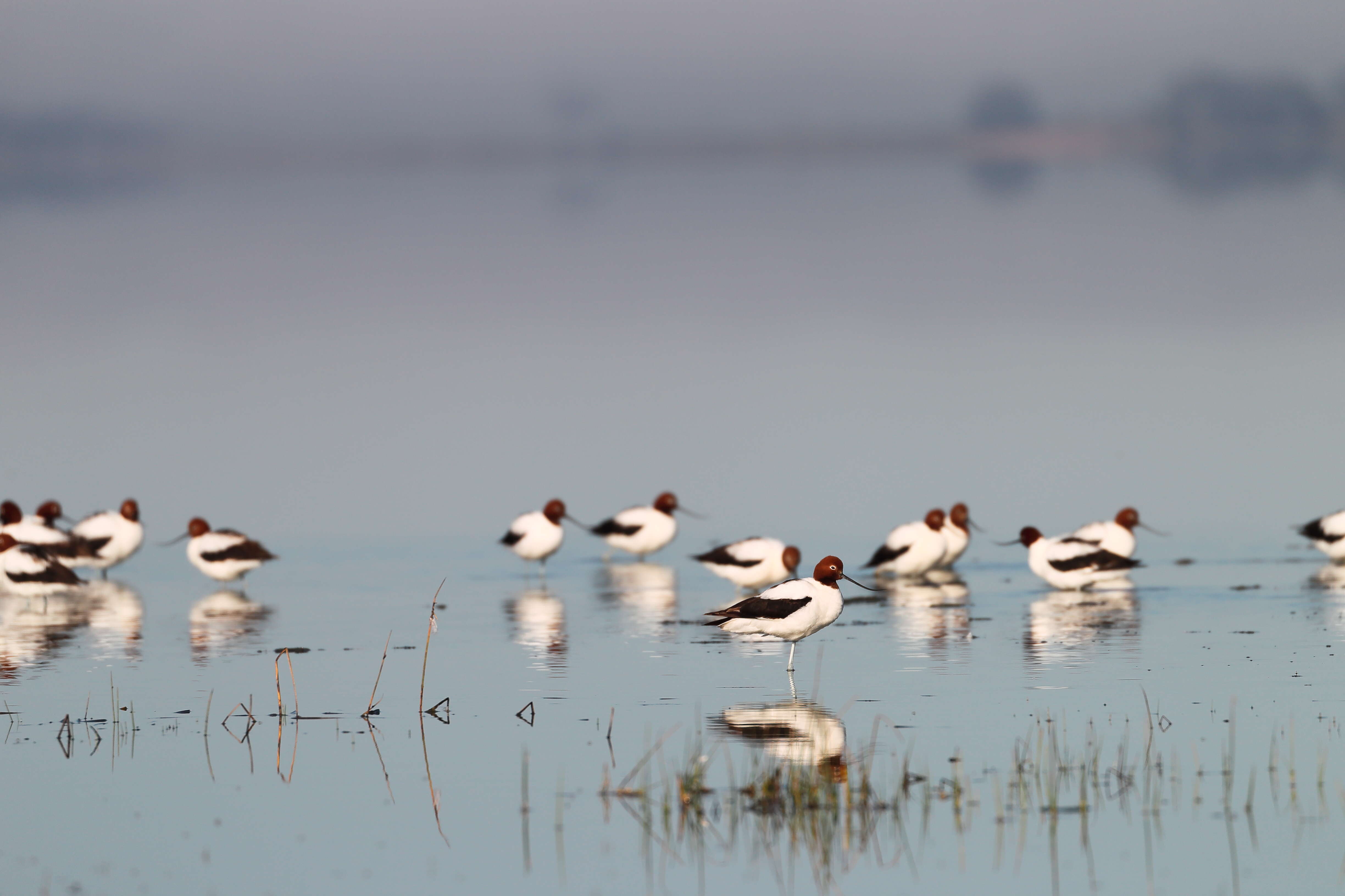 Image of Australian Red-necked Avocet