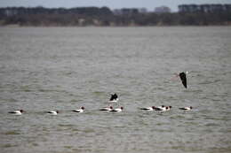 Image of Australian Red-necked Avocet