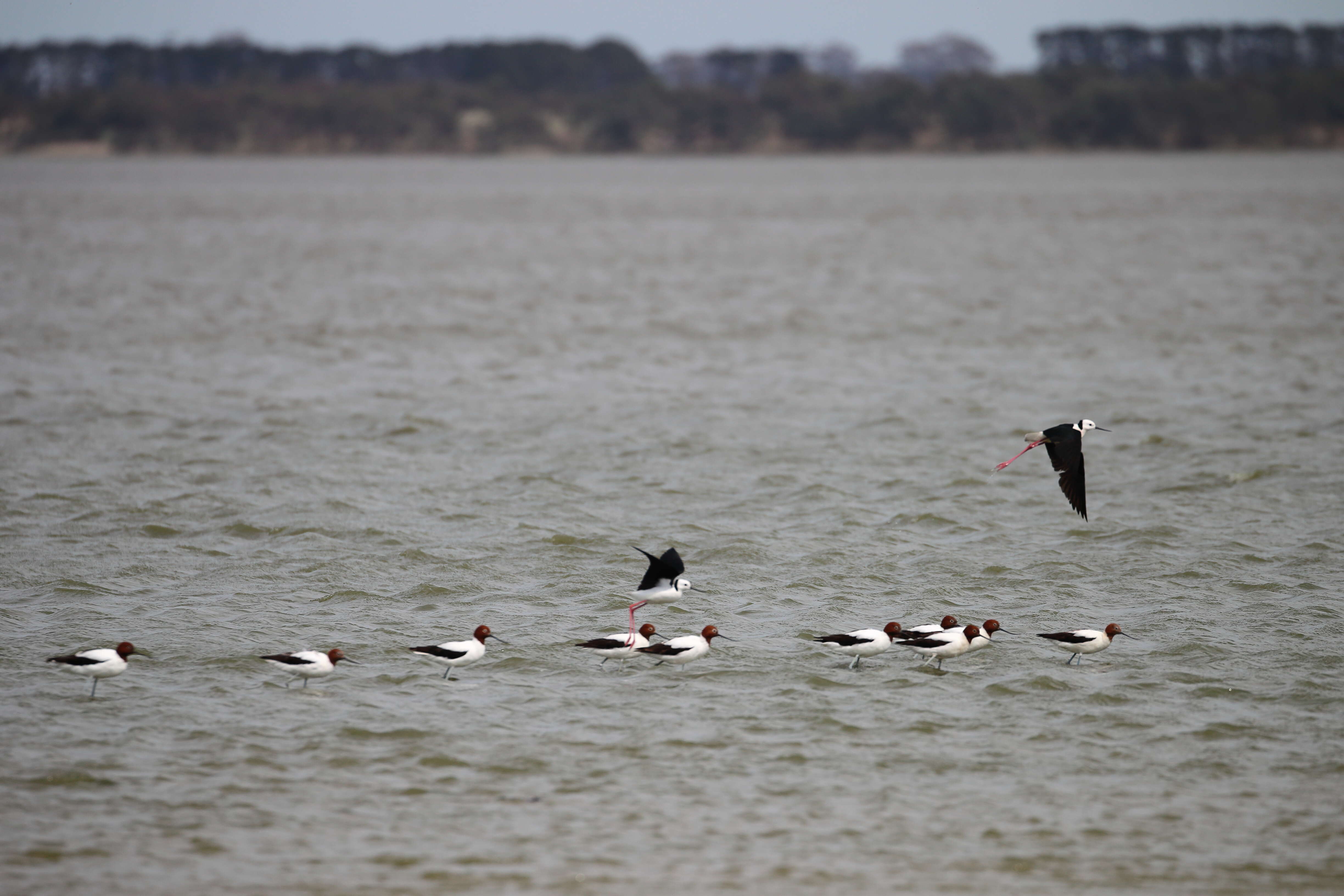 Image of Australian Red-necked Avocet