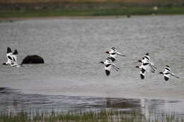 Image of Australian Red-necked Avocet