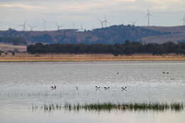 Image of Australian Red-necked Avocet