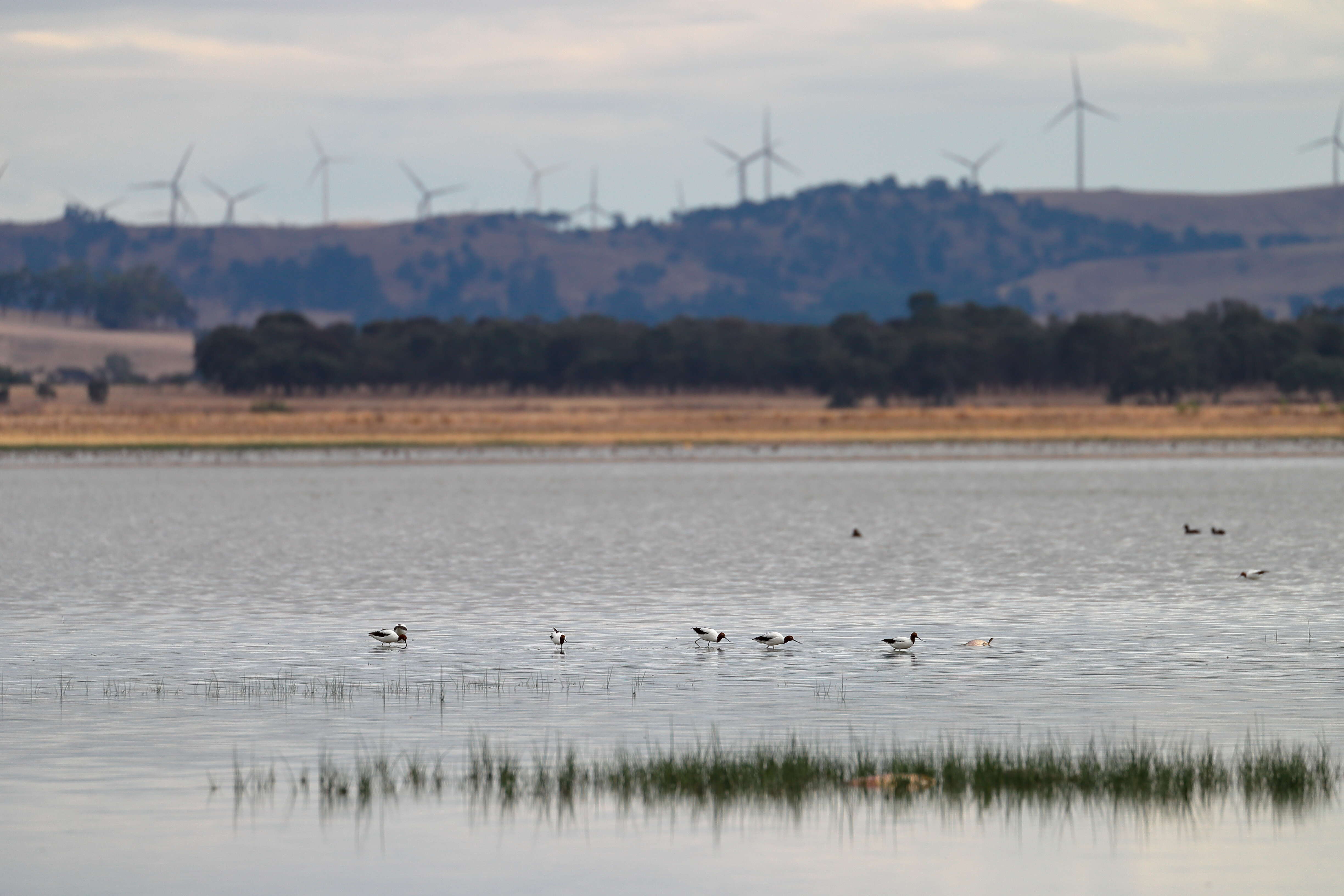 Image of Australian Red-necked Avocet