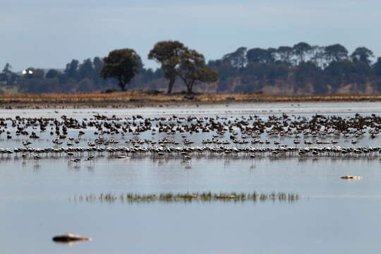 Image of Australian Red-necked Avocet