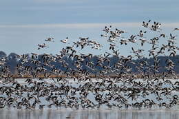 Image of Australian Red-necked Avocet