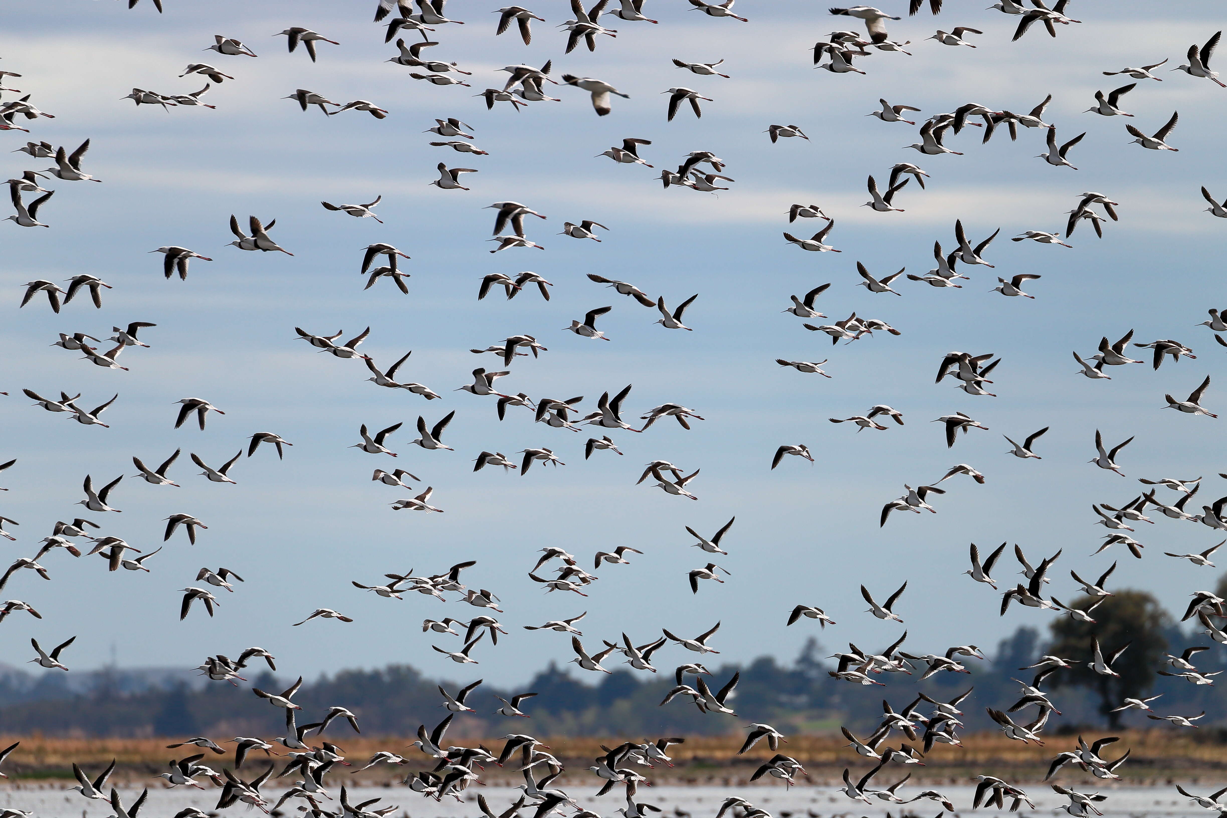 Image of Australian Red-necked Avocet