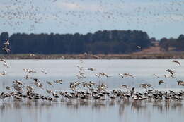 Image of Australian Red-necked Avocet