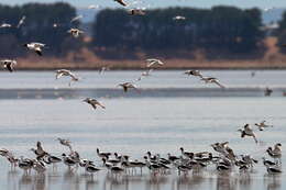 Image of Australian Red-necked Avocet