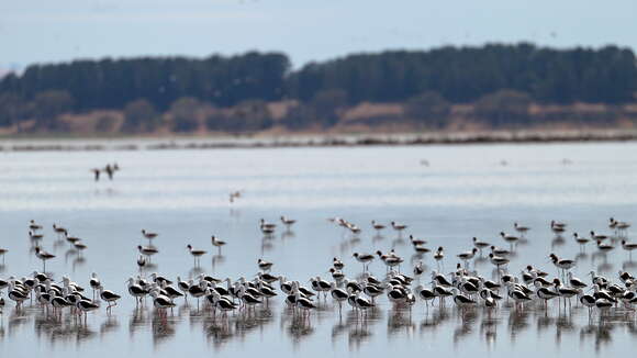 Image of Australian Red-necked Avocet