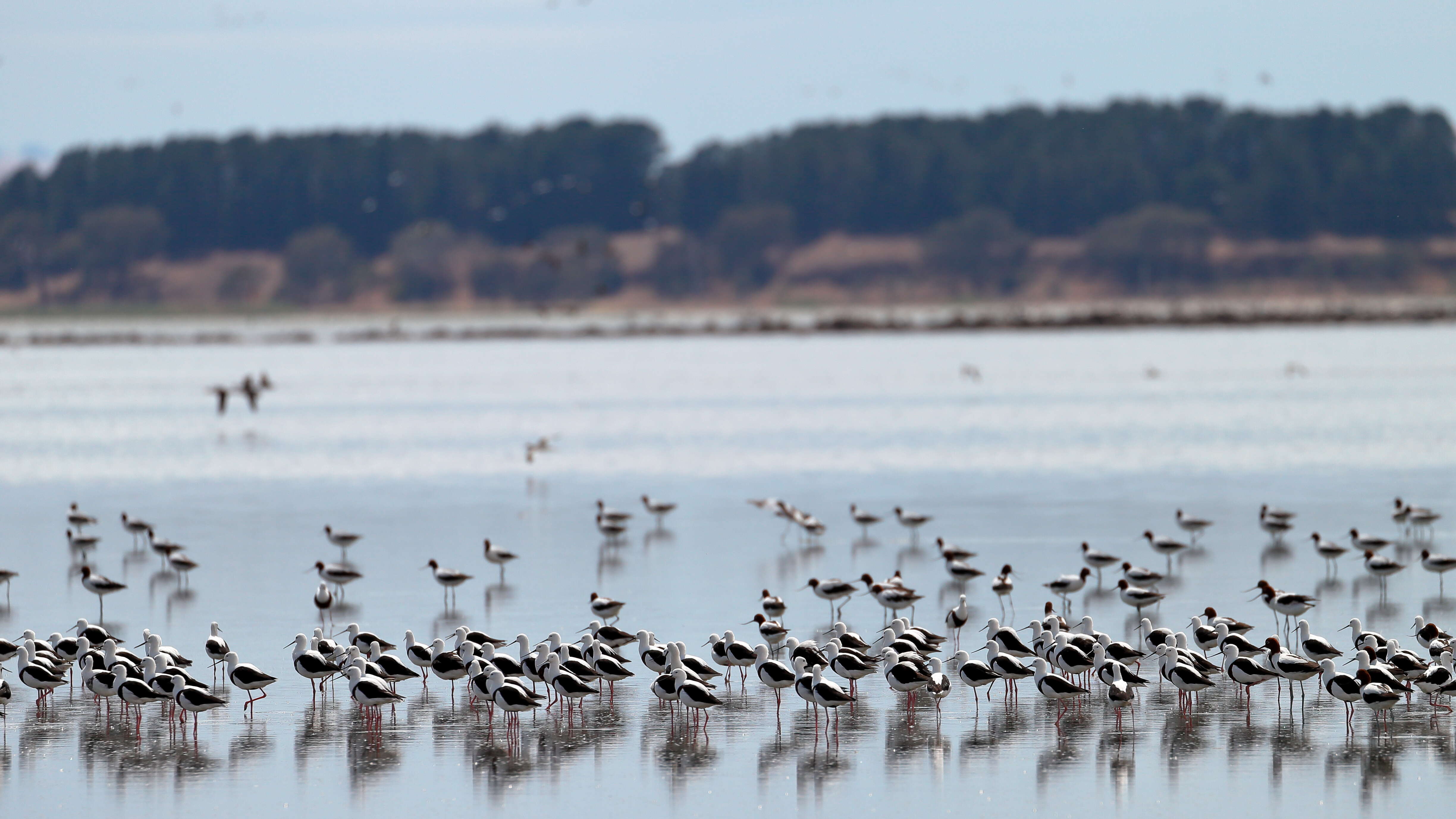 Image of Australian Red-necked Avocet