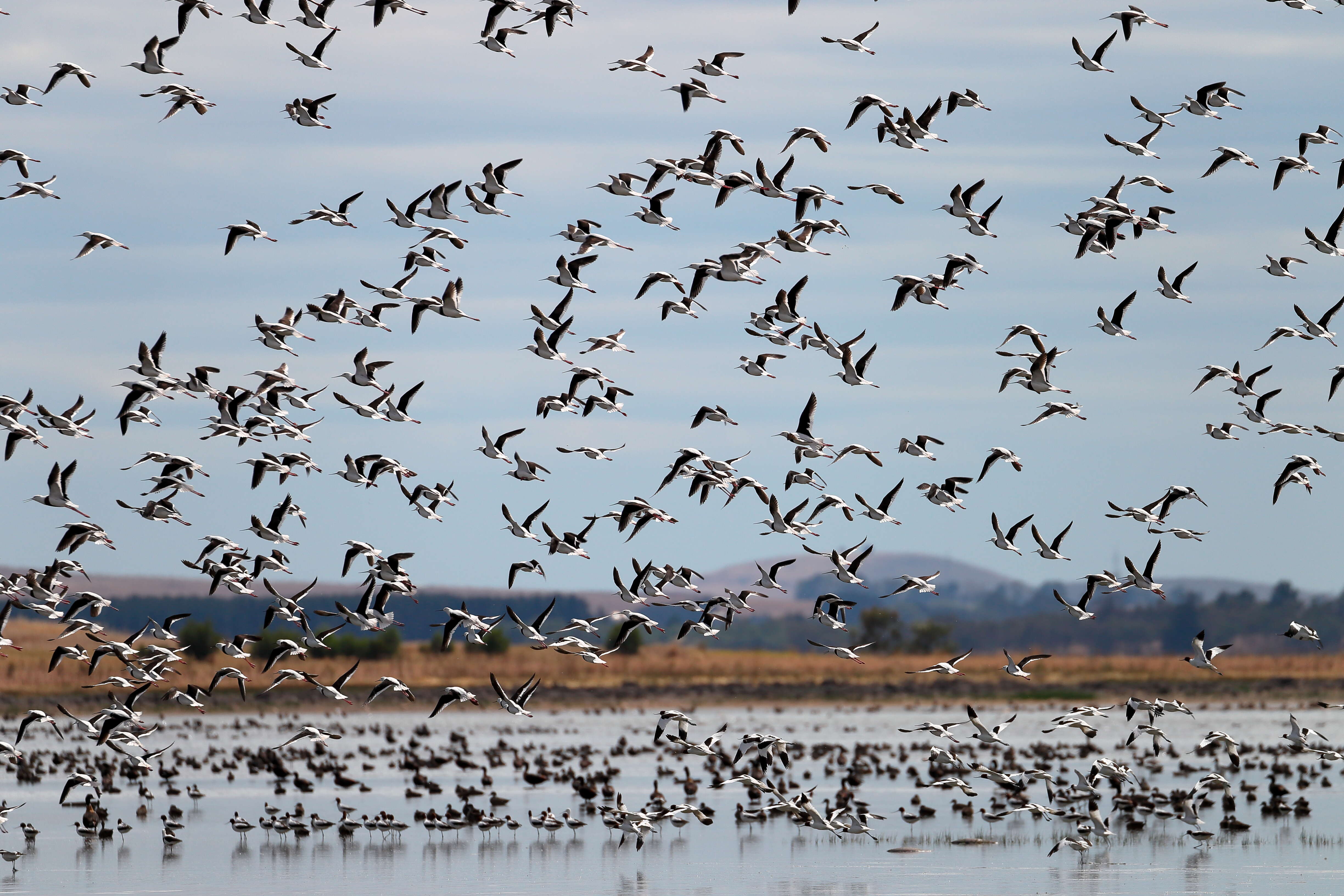 Image of Australian Red-necked Avocet