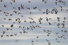 Image of Australian Red-necked Avocet