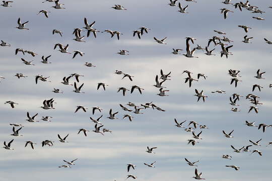 Image of Australian Red-necked Avocet