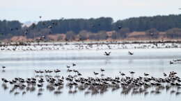 Image of Australian Red-necked Avocet