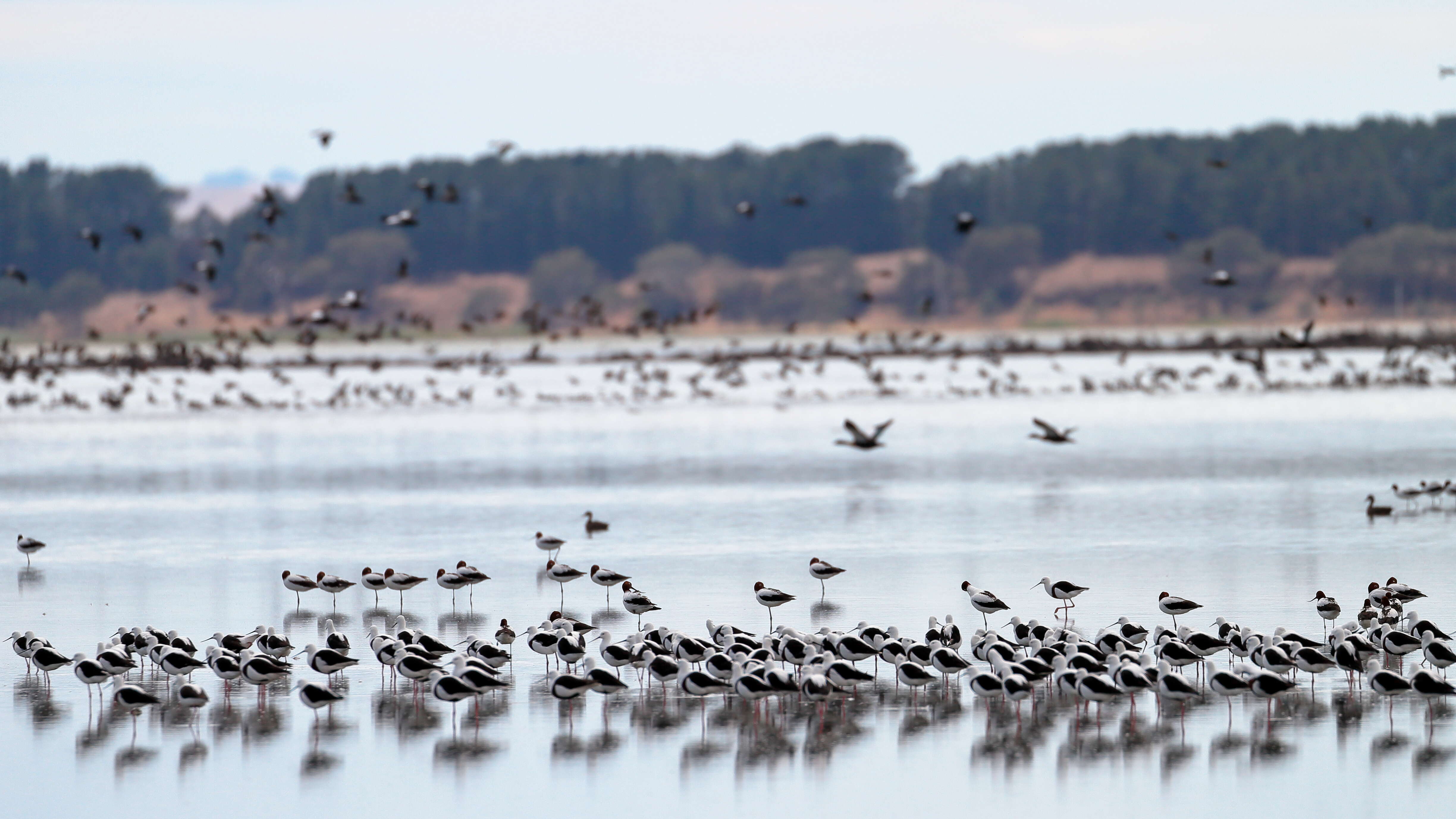 Image of Australian Red-necked Avocet