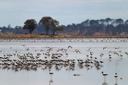 Image of Australian Red-necked Avocet