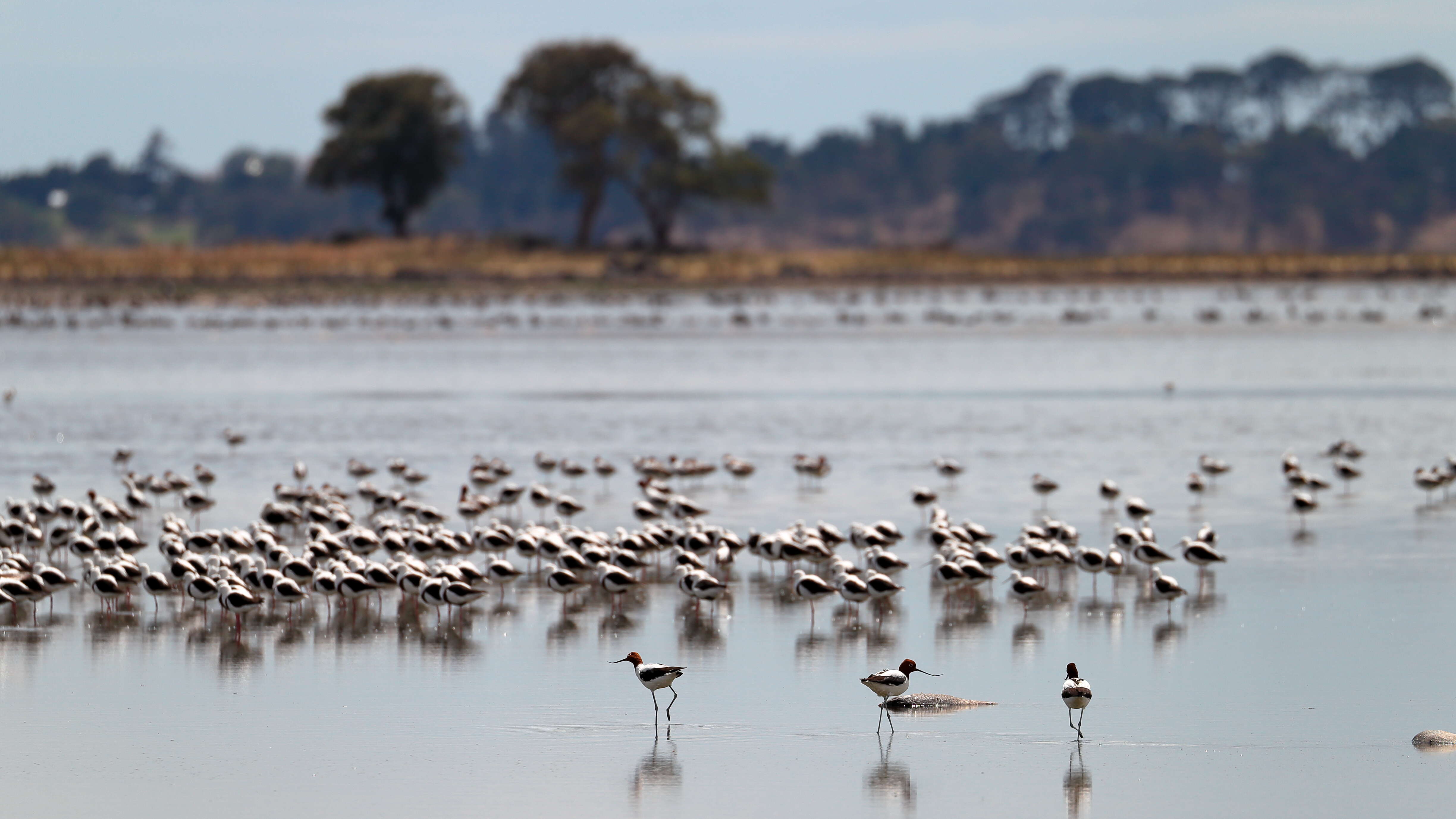 Image of Australian Red-necked Avocet