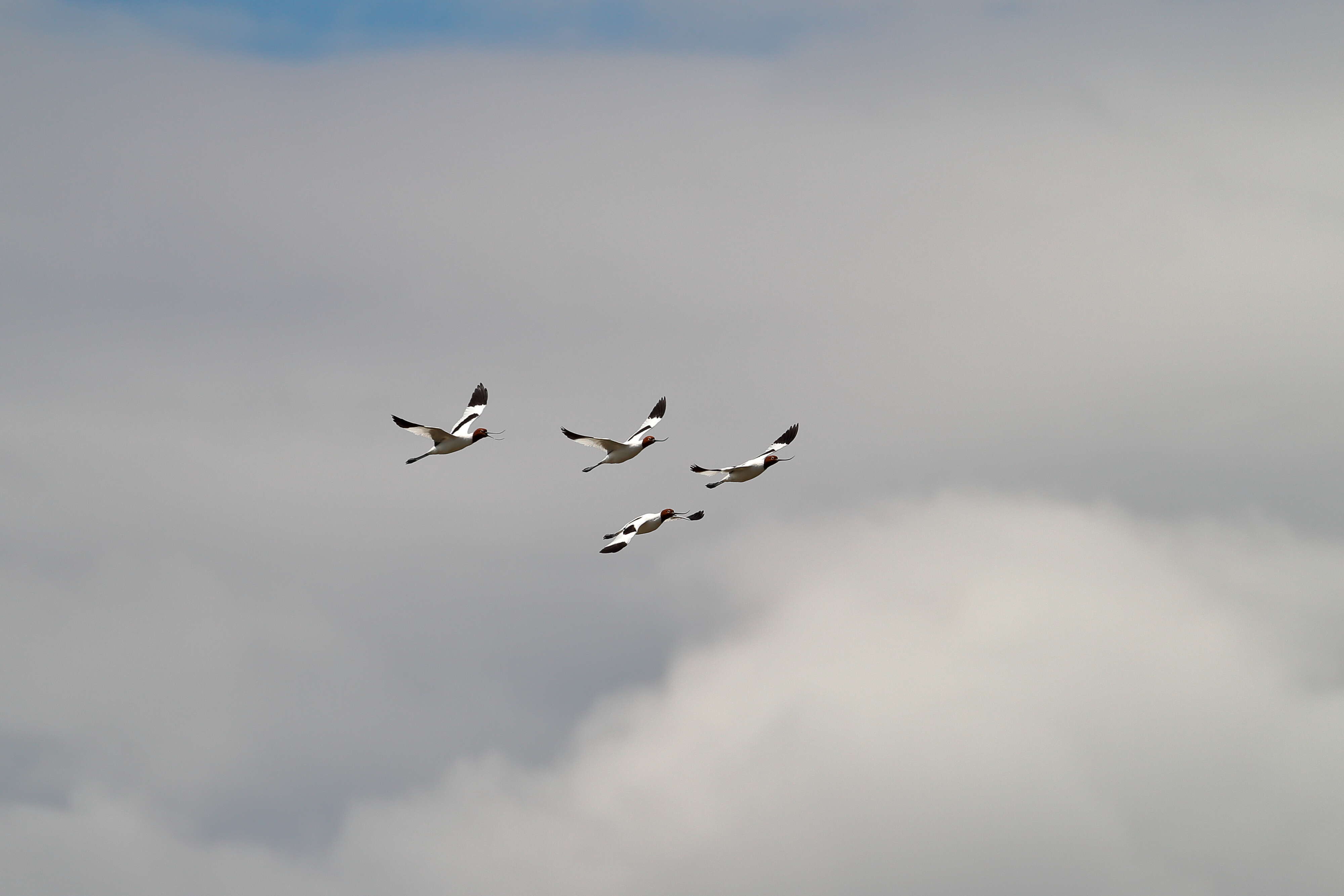 Image of Australian Red-necked Avocet