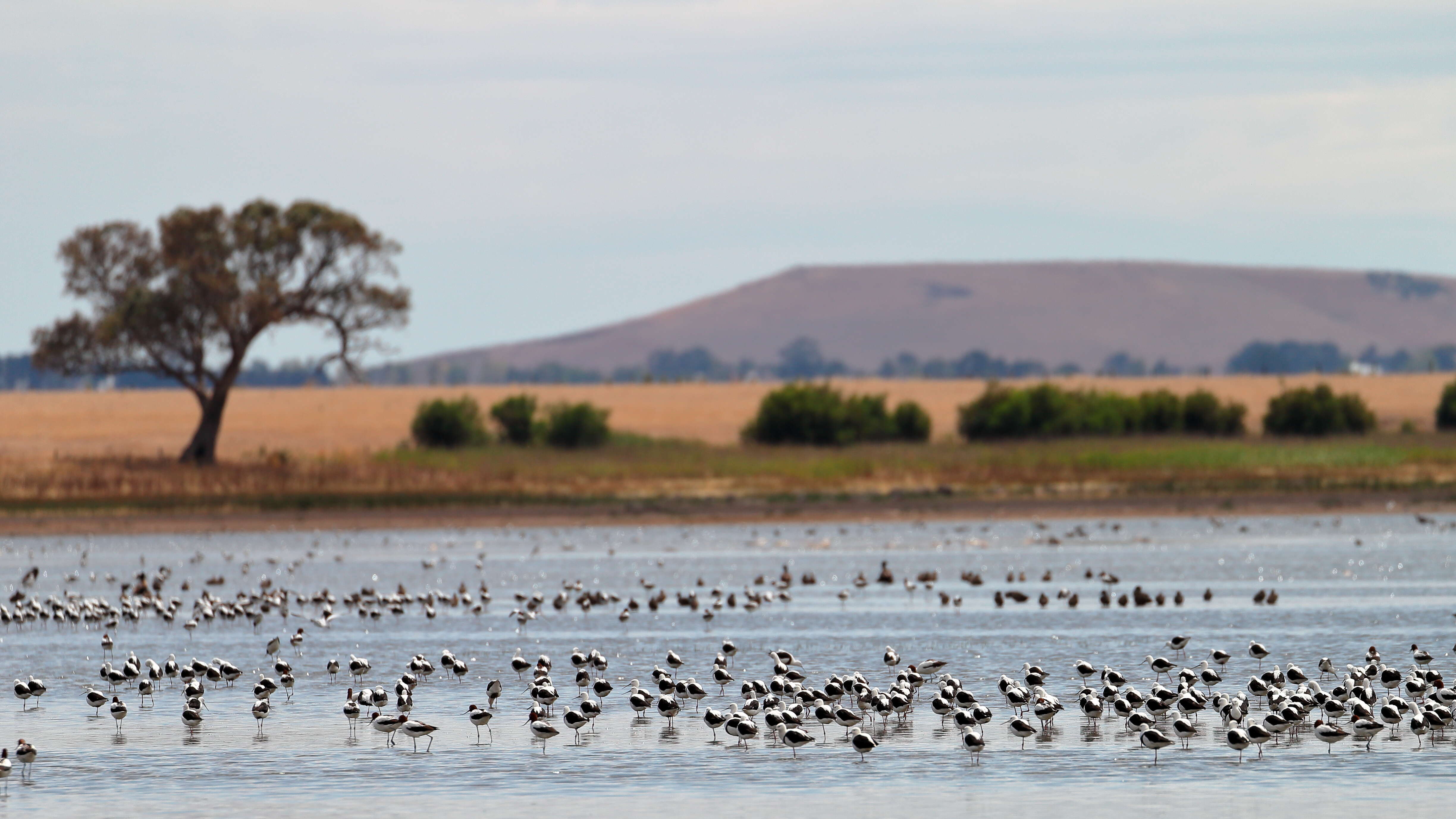 Image of Australian Red-necked Avocet