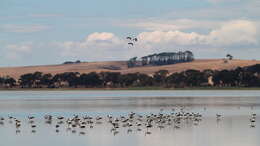 Image of Australian Red-necked Avocet