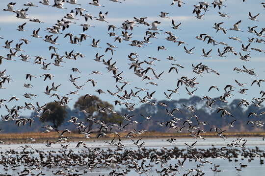 Image of Australian Red-necked Avocet