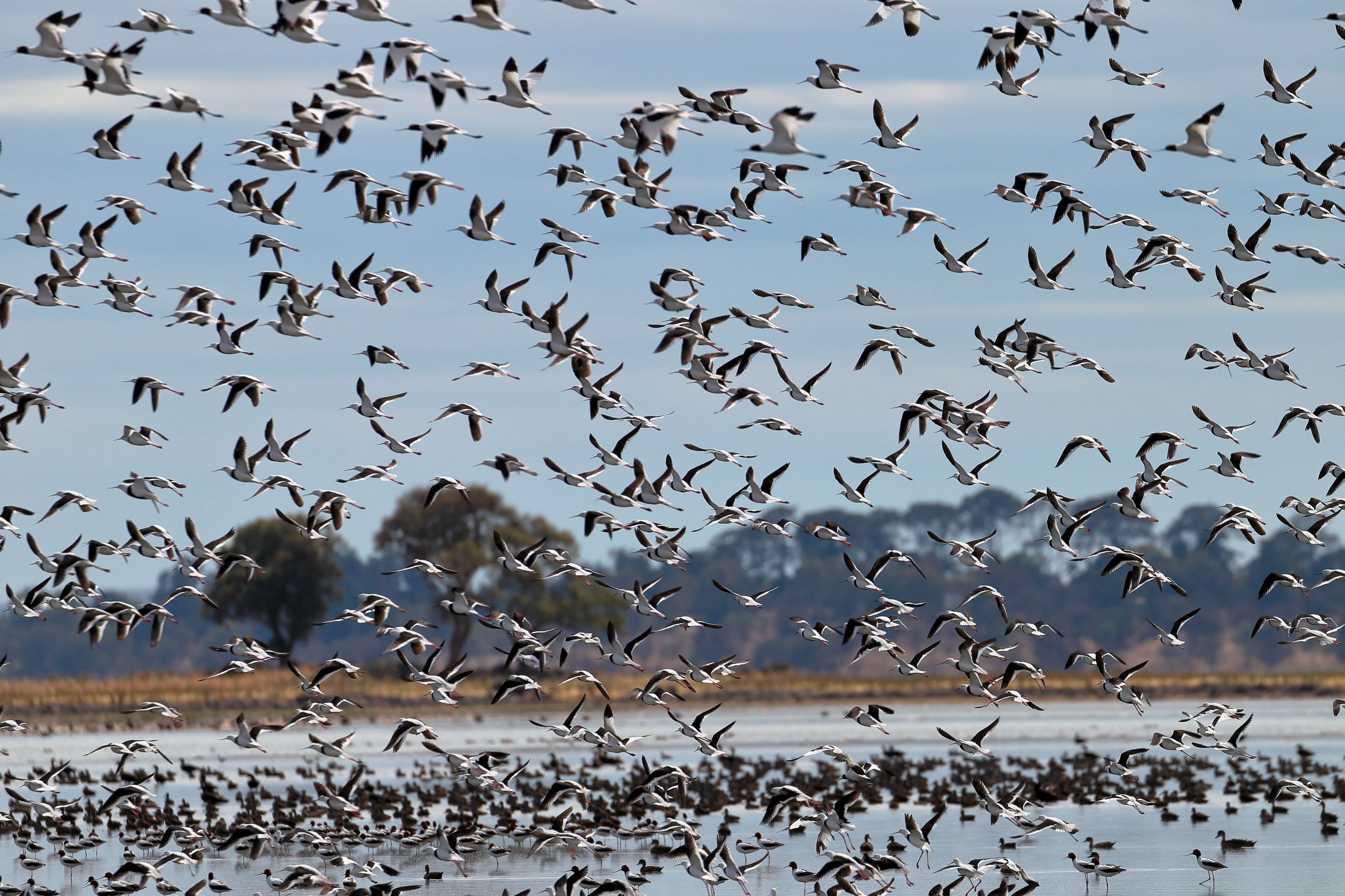 Image of Australian Red-necked Avocet