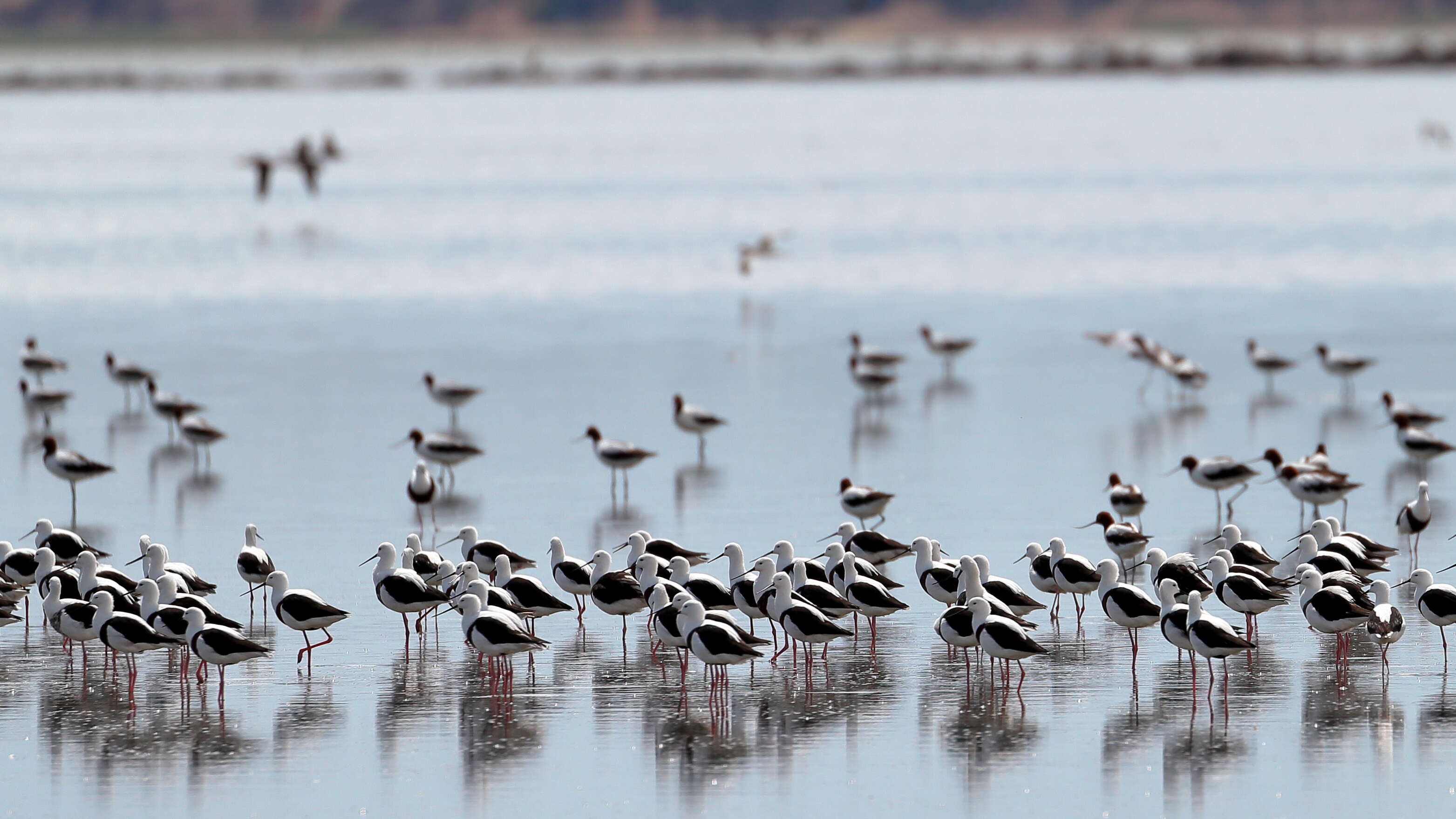 Image of Australian Red-necked Avocet