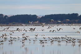 Image of Australian Red-necked Avocet