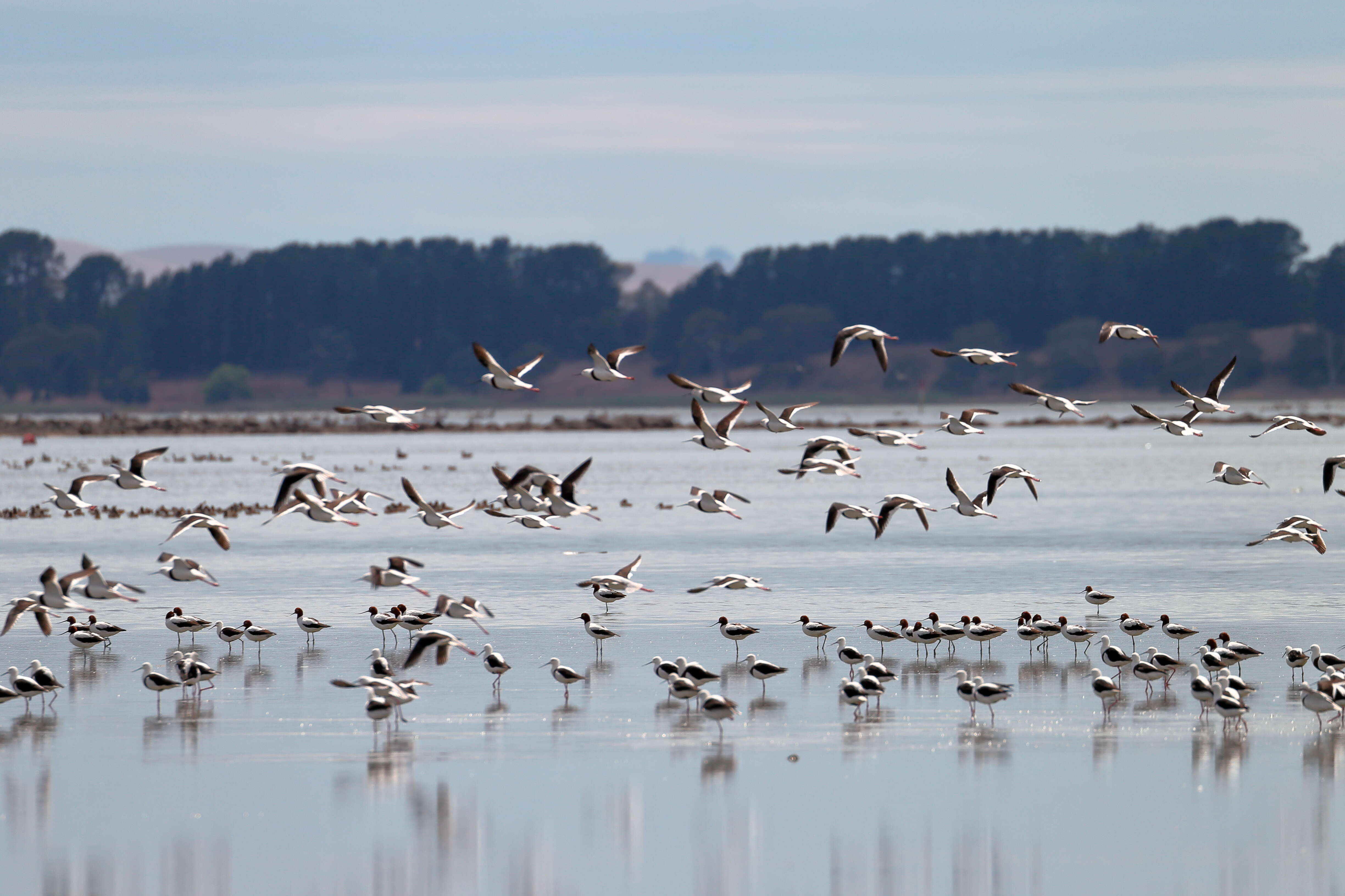 Image of Australian Red-necked Avocet