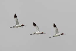 Image of Australian Red-necked Avocet