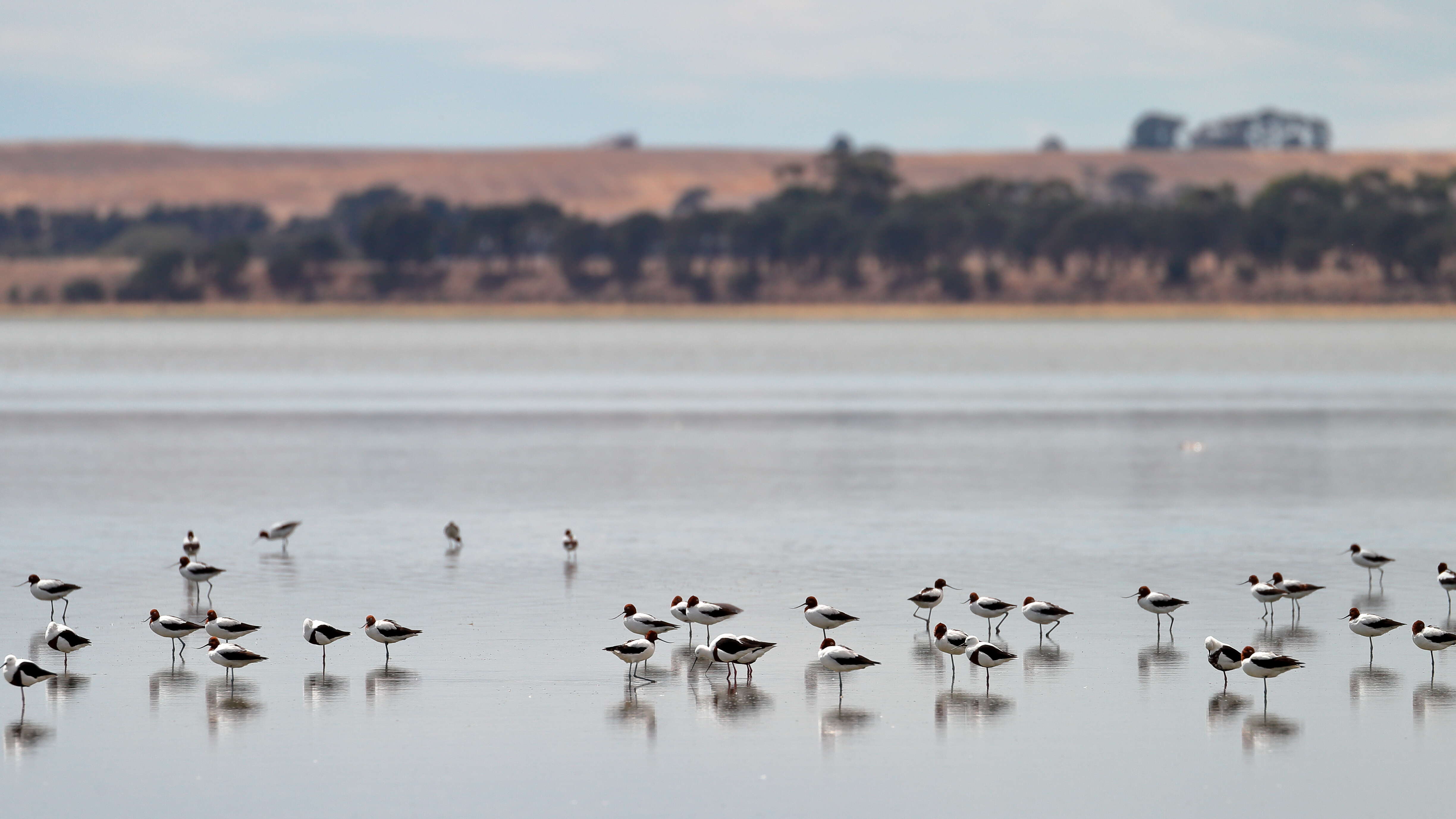 Image of Australian Red-necked Avocet