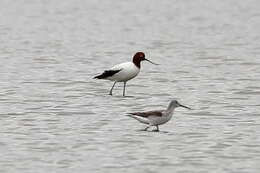 Image of Australian Red-necked Avocet