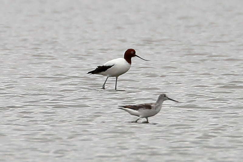 Image of Australian Red-necked Avocet