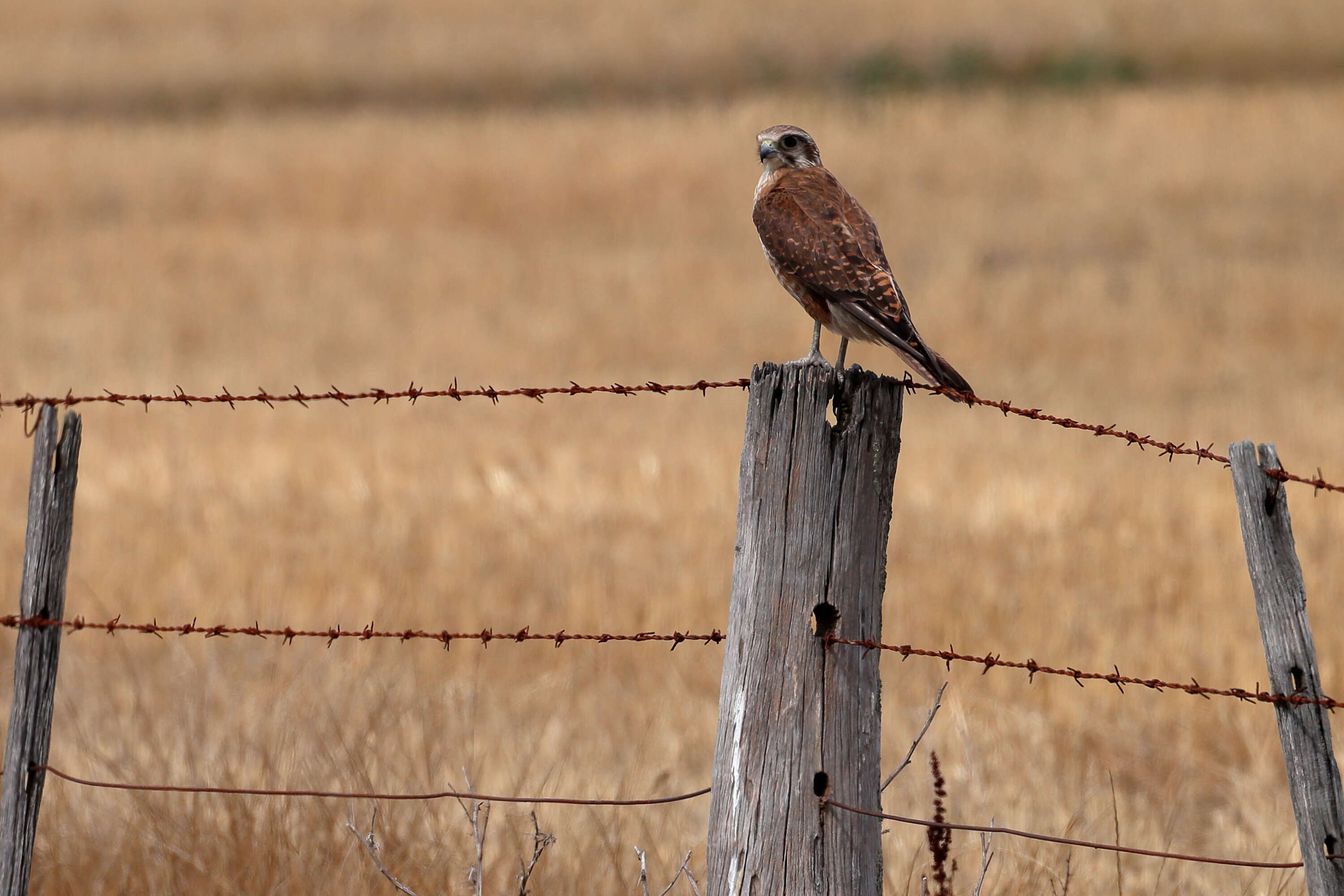 Image of Brown Falcon