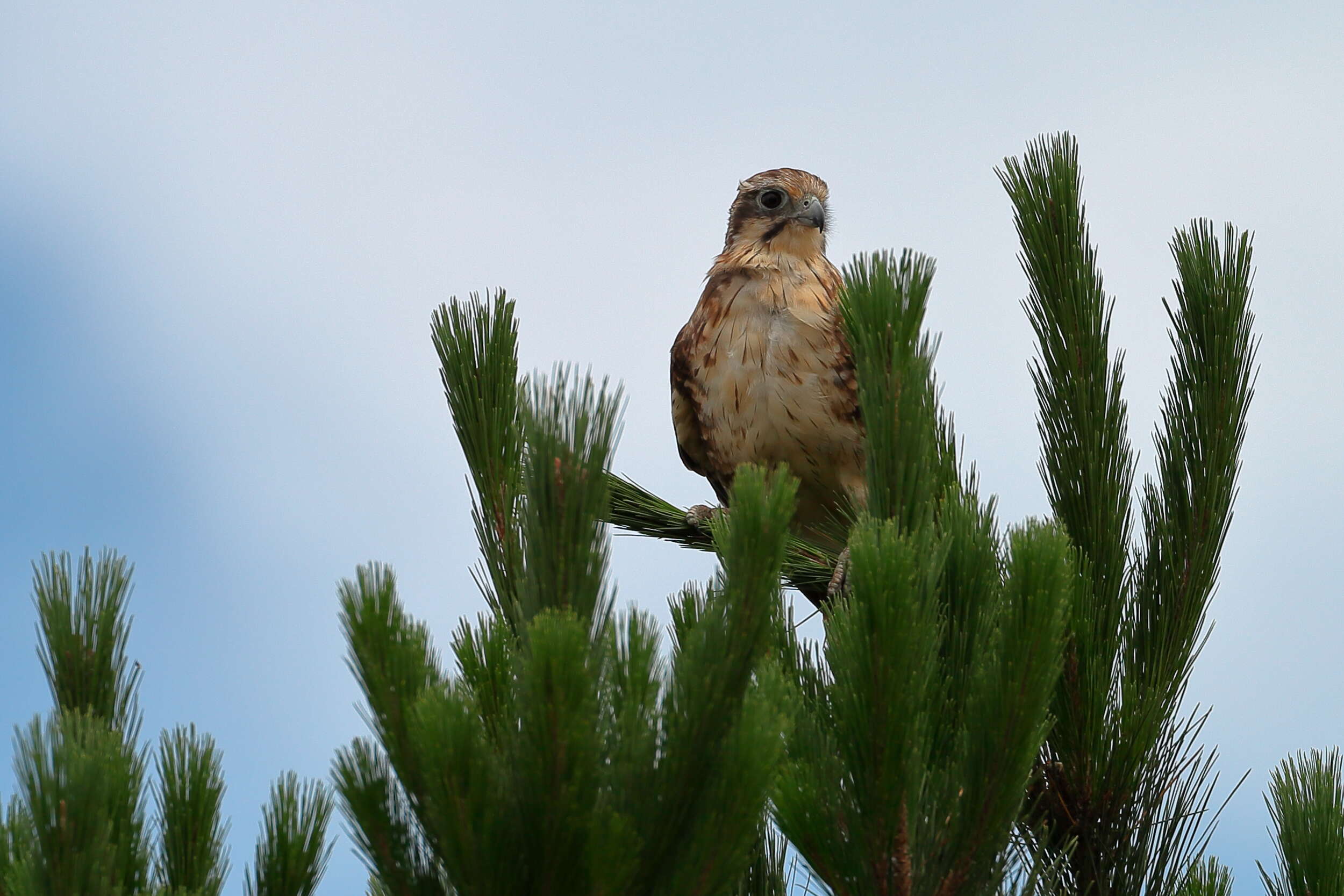 Image of Brown Falcon