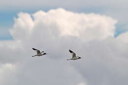 Image of Australian Red-necked Avocet