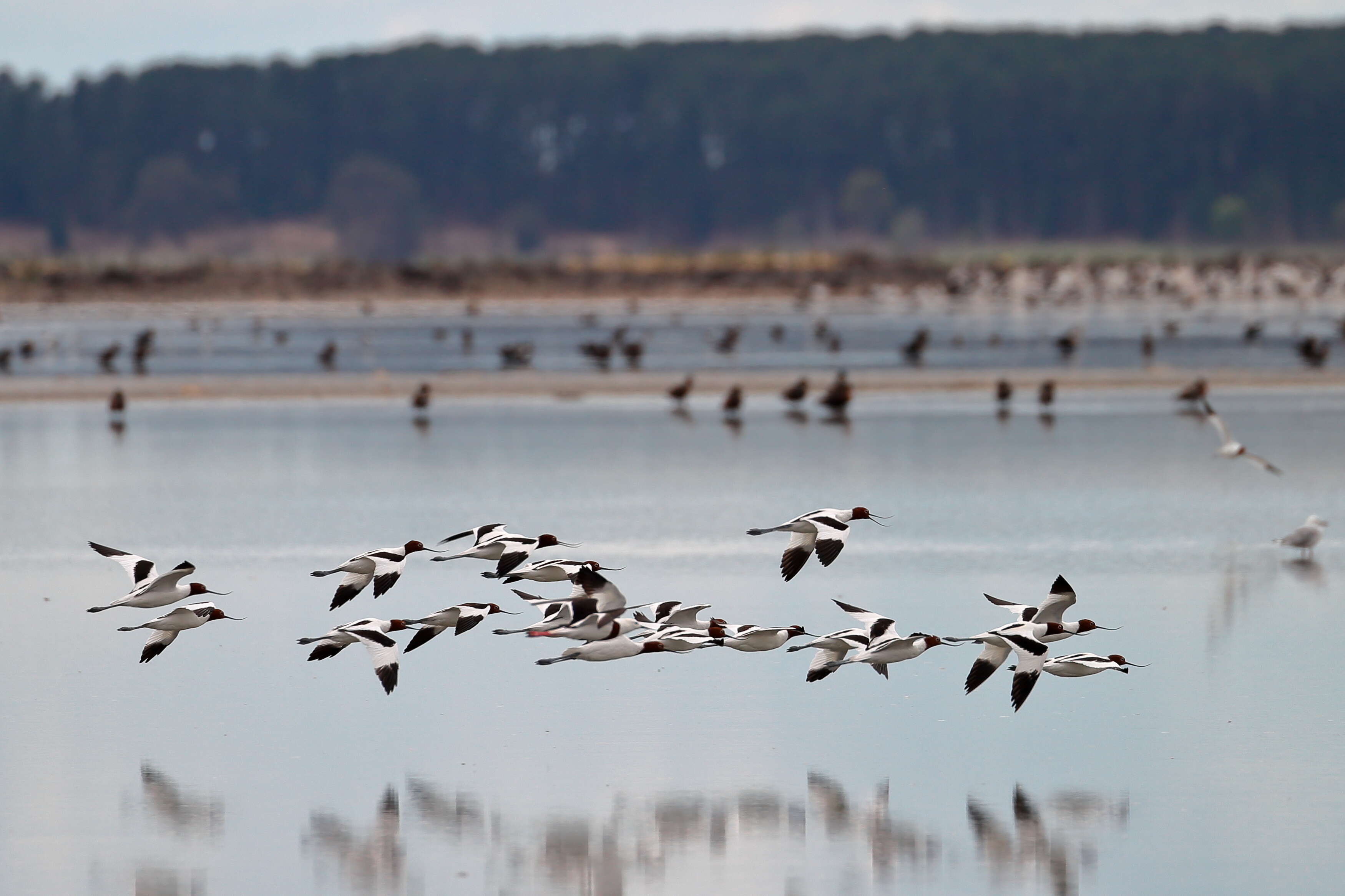 Image of Australian Red-necked Avocet