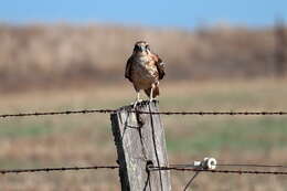 Image of Brown Falcon