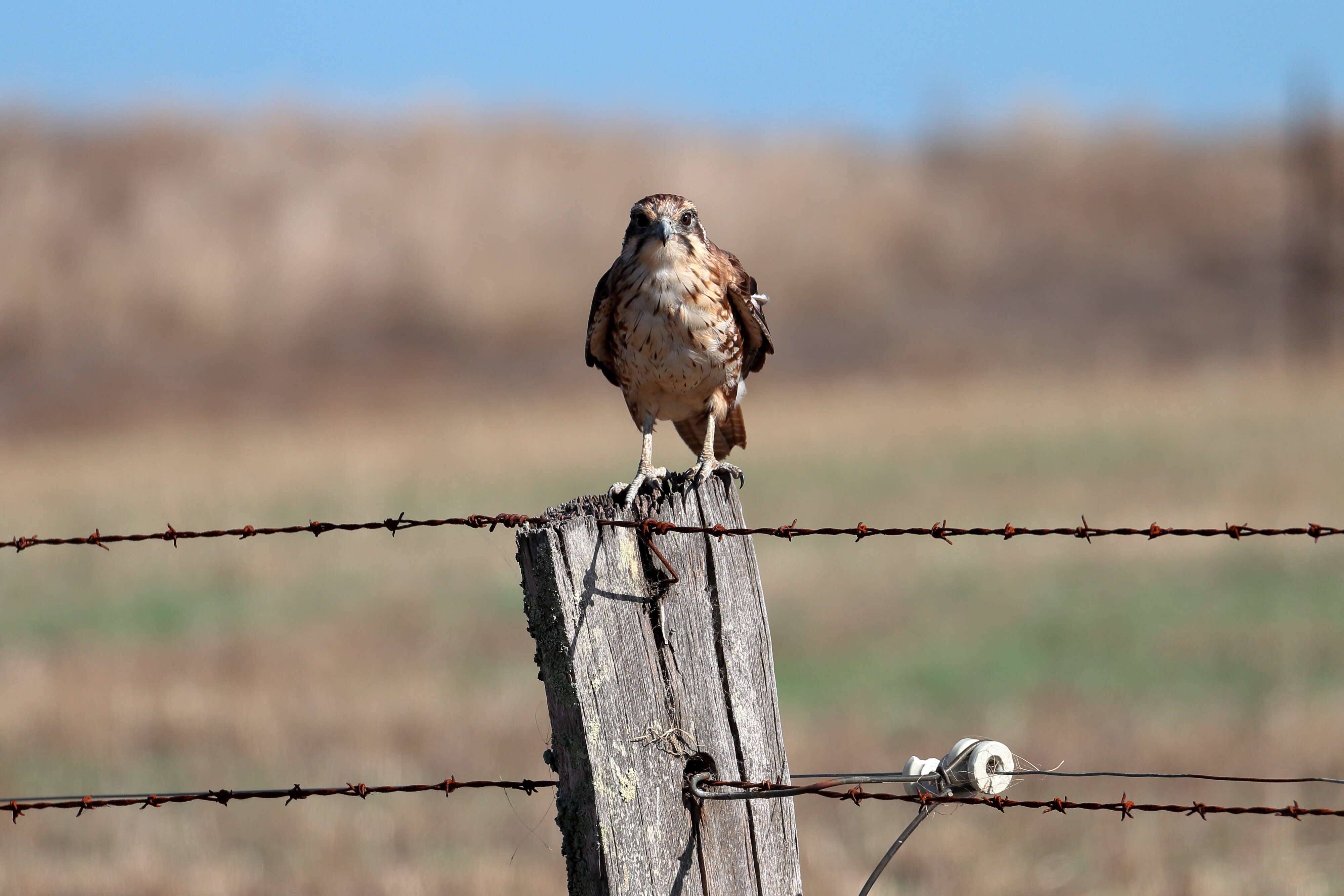 Image of Brown Falcon